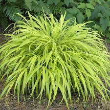 Hakonechloa All Gold 2Lt Pot - Herbaceous - Windyridge Garden Centre