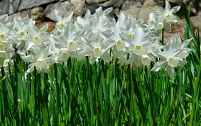 NARCISSUS THALIA 8