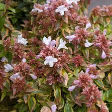 Abelia Grandifl. Magic Daydream - Shrubs - Windyridge Garden Centre