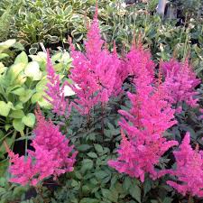 ASTILBE Maggie Daley 3L