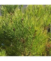 Pinus-pinea-Silver-Crest-Plant-1