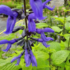 Salvia G. Carines Amazing Blue 2Lt Pot - Herbaceous - Windyridge Garden Centre