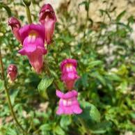 Antirrhinum Majus - Herbaceous - Windyridge Garden Centre