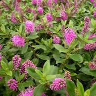 Hebe Donna Nikka - Shrubs - Windyridge Garden Centre