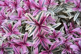 Hebe Heartbreaker  2 Ltr Pot