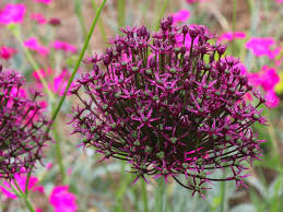 ALLIUM MAGIC X 5