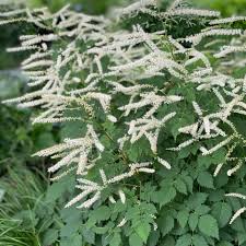 ARUNCUS Misty Lace
