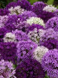 LANDSC BAG ALLIUM LARGE FLOWER MIX X 40