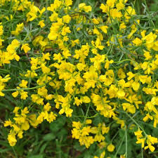 Genista Lydia