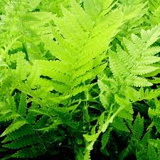 Matteuccia Struthiopteris - Herbaceous - Windyridge Garden Centre