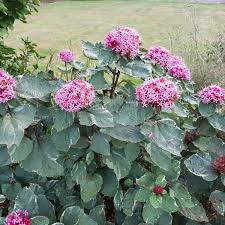 Clerodendrum Bungei - Shrubs - Windyridge Garden Centre