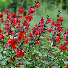 Salvia-Royal-Bumble-(Salvia-Greggii)-Plant