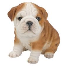 Pp Bulldog Puppy F - Ornaments - Windyridge Garden Centre