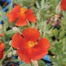 Helianthemum Fireball