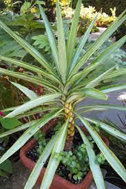 Yucca elephantipes 3 stem