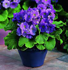 Primula Obconica (Indoor) - Indoor Plants - Windyridge Garden Centre