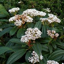 Viburnum Davidii - Shrubs - Windyridge Garden Centre