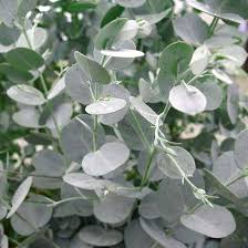 Eucalyptus gunnii Azura