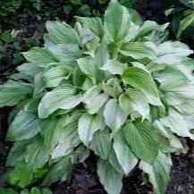 Hosta White Feather - Herbaceous - Windyridge Garden Centre