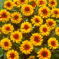 Heliopsis Funky Spinner 3L - Herbaceous - Windyridge Garden Centre