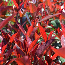 Photinia F. Carre Rouge - Shrubs - Windyridge Garden Centre