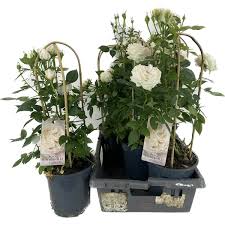 Rosa Summerville White