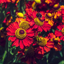 Helenium autumn. Helena Red Shades – Windyridge Garden Centre