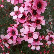 Leptospermum martini