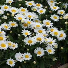 Leucanthemum Madonna 2L