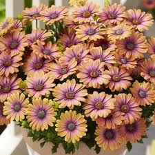 Osteospermum E. Serenity Pink Eyed - Herbaceous - Windyridge Garden Centre