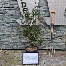 Photinia  X Fras. Red Select Clt 10 H 80 - 100 Cm - Hedging - Windyridge Garden Centre