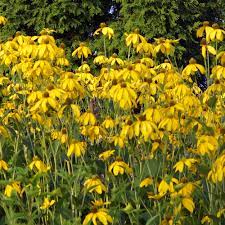 Rudbeckia 'Herbstsonne' - Herbaceous - Windyridge Garden Centre