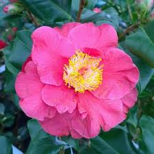 Camellia Jap Dr King - Shrubs - Windyridge Garden Centre