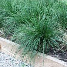 DESCHAMPSIA cespitosa