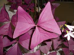 Oxalis triangularis Mijke  P12