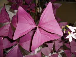 False Shamrock Oxalis triangularis Mijke (12cm Pot)