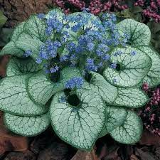 BRUNNERA M. JACK FROST