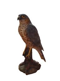 Real Life Sparrowhawk D