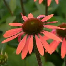 Echinacea Summer Cocktail 2L