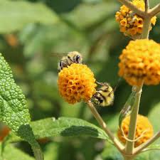 Buddleja Globosa - Shrubs - Windyridge Garden Centre