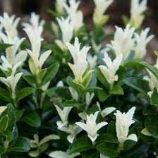 Euonymus jap. Paloma Blanca  2 Ltr pot