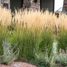 Calamagrostis acut. Karl Foerster