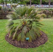 CHAMAEROPS humilis