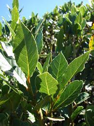 Laurus Nobilis half standard 30cm dia