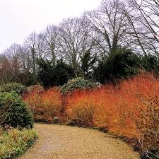 Cornus Sang. Midwinter Fire - Shrubs - Windyridge Garden Centre