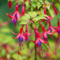 Fuchsia Genii - Shrubs - Windyridge Garden Centre