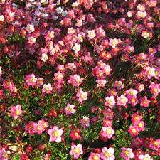Saxifraga Alpino Early Rose - Herbaceous - Windyridge Garden Centre