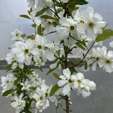Exochorda Racem. Blushing Pearl Pbr - Shrubs - Windyridge Garden Centre