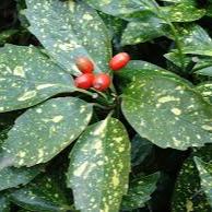 Aucuba Japonica Crotonifolia 30-40Cm - Shrubs - Windyridge Garden Centre