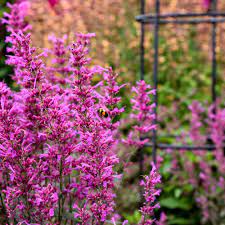 Agastache-Pink-Plant